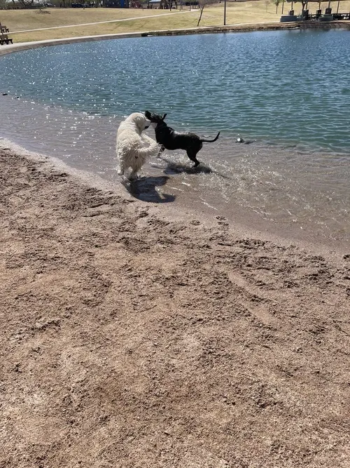 Cosmo Dog Park photo 3