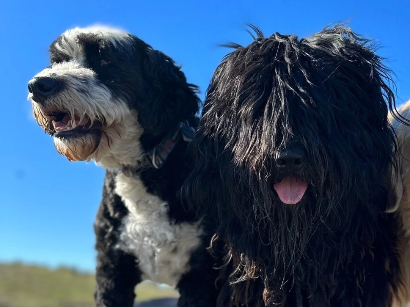 Cesar Chavez Dog Park